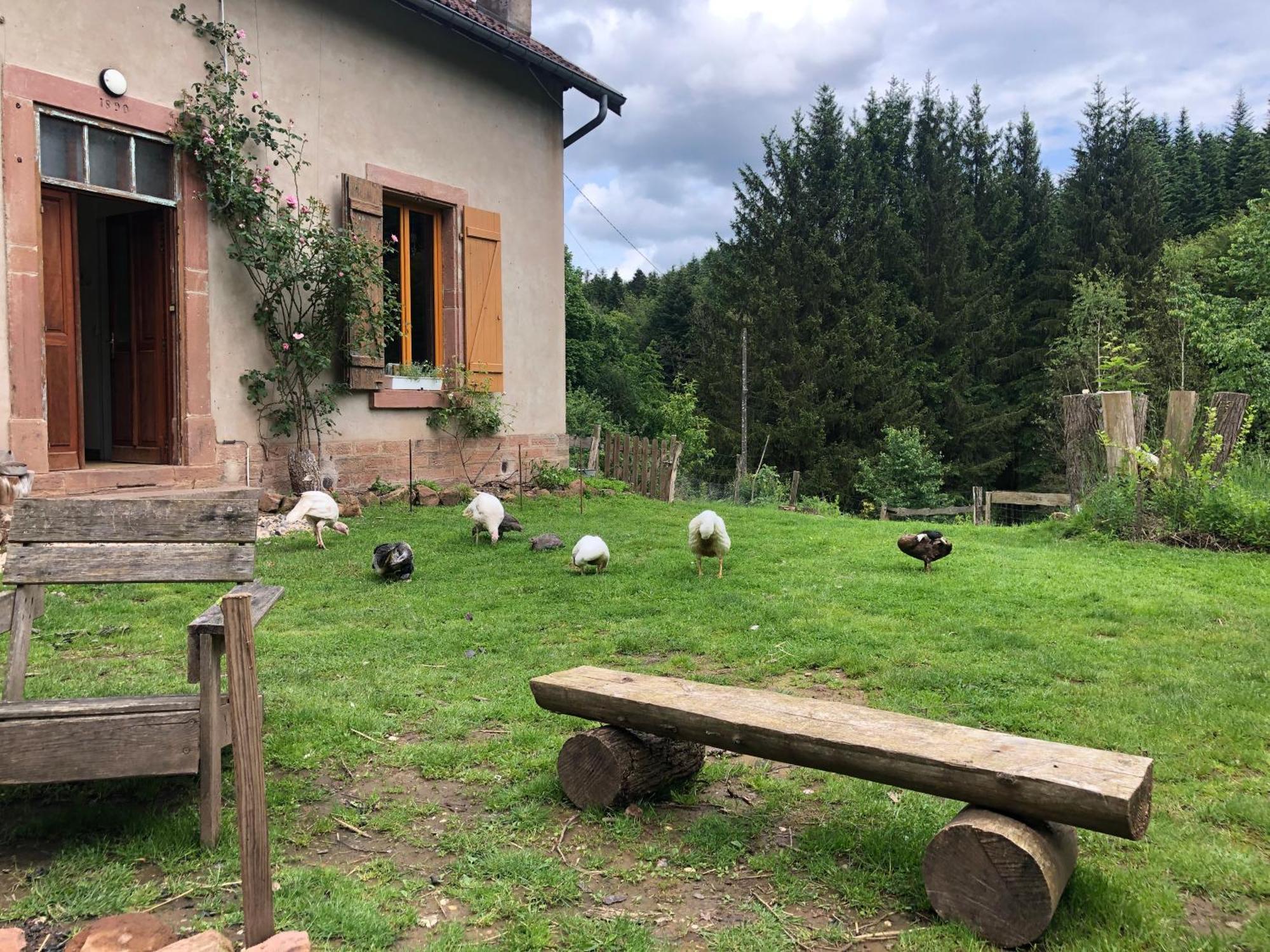 A L'Oree De Soi - Maison Forestiere De La Soie - Eco Gite, Chambres D'Hotes, Camping Au Pied Des Vosges Saint-Sauveur  Eksteriør billede